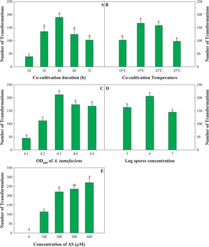 Fig. 2 Single-factor comparison of Agrobacterium tumefaciens-mediated transformation of Fusarium oxysporum. The factors include the co-cultivation duration (a), the co-cultivation temperature (b), the OD600 of A. tumefaciens (c), the conidium concentration of F. oxysporum (d), and the concentration of AS (e). The error bars represent the standard deviations of the repeats, and the different letters indicate significant differences between different treatments (P < 0.05)