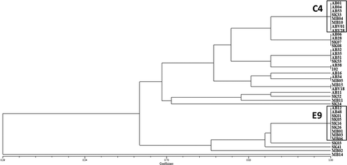Fig. 1 Pathogenic similarity of 39 Pyrenophora teres f. teres (net form net blotch of barley) isolates recovered from barley crops in western Canada; two pathotype groups, highlighted in boxes, were found to be predominant. The dendrogram was produced using the unweighted pair-group method using the arithmetic means (UPGMA) procedure and simple similarity coefficient with NTSYSpc ver. 2.2.
