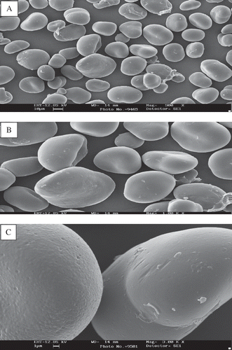 Figure 5 Scanning electron micrograph of Sword bean native starch (SBN) at 500 (A), 1000 (B), and 3000 × magnification.