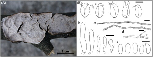 Figure 7. Morphological features of Eichleriella sinensis KUC20181101-43. (A) Basidiome; (B) Microscopic features, a. basidia; b. cystidia; c. skeletal hyphae; d. generative hyphae; e. basidiospores (Scale bars: A = 1 cm, B = 10 µm).