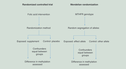 Figure 3.  Comparison of design of a Mendelian randomization study and randomized controlled trial in the context of establishing a causal effect of maternal folate on DNA methylation.