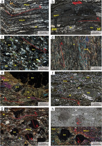 Figure 4. Microstructural features of rock samples from the ZMC. Mineral abbreviations are from CitationWhitney and Evans (2010), except for white mica (Wmca). (a) Photomicrograph of the ultramylonitic orthogneiss from the OU; quartz and feldspar ribbons are interlayered and oriented following the main S2 foliation, this latter folded by an F3 fold (AP = Axial Plane). Quartz grains show a GBM recrystallization mechanism. CP (=crossed polars). (b) Evidence for a top-to-the-SE sense of shear associated with the main S2 in the mylonitic augen gneiss. K-feldspar (lower right) shows asymmetric mantles, while recrystallized quartz aggregates are sheared. The fine grained matrix is formed by Qz + Wmca + Chl. Red arrows highlight the shear sense. CP. (c) Photomicrograph of a garnet-bearing paragneiss from the OU; biotite crystals are aligned following the S2 foliation. The S2 apparently wraps sub-millimetric garnets, together with quartz and K-feldspar. Fine-grained micas grow on feldspars. CP. (d) Photomicrograph of an amphibolite from the LAU; green amphibole represents >80% of the rock, while plagioclase is subordinate to small microdomains. CP. (e) Evidence for syn-kinematic staurolite and post-kinematic andalusite in a Grt-micaschist from the LAU. (f) Photomicrograph of the metaconglomerate from the LAU. The larger clasts are made up of K-feldspar with included white mica and biotite; the matrix is composed by Bt + Pl and envelops millimetric amphibole and titanite. CP. (g) Photomicrograph of a Grt-Bt-micaschist from the MU. Garnet and (zoned) plagioclase are wrapped by a Bt + Wmca + Qz + Ilm matrix; chlorite grows in garnet strain shadows or on prograde biotite crystals. CP. (h) Photomicrograph of a garnet-staurolite micaschist from the MU. Garnet reaches several millimeters in size and contains inclusions of Cld + Rt + Wmca + Ilm; garnet is wrapped by a matrix consisting of Wmca + Chl + St + Qz + Pl + Ilm. The photomicrograph is shown both in plane-polarized light and crossed polars.
