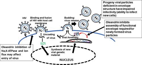 Figure 1 Anti-HIV activity of oleandrin. This diagram depicts production of virus particles from oleandrin treated HIV-infected cells. During virus production, the viral envelope protein is synthesized in the cytoplasm and transported to the surface of the infected cells. Oleandrin inhibits this process making fewer envelope protein molecules available for incorporation on to the progeny virus particles during their assembly and budding out of the infected cells.