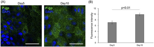 Figure 3. P-glycoprotein expression in canine colonoid-derived epithelial monolayers.(A) Top-down visualisation of P-glycoprotein (P-gp) expression (green) on polarised canine colonoid-derived monolayers at Day 5 and Day 10, achieved through immunofluorescence staining. Nuclei are stained blue. Scale bars represent 25 μm.(B) Quantification of P-gp expression on Days 5 and 10. Fluorescence intensity was quantified using ImageJ. The error bars represent the standard error of the mean (SEM).