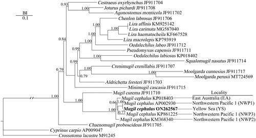 Figure 3. Bayesian inference (BI) phylogenetic tree reconstruction of Mugil cephalus in Mugilidae based on the 13 concatenated nucleotide sequences of protein-coding genes, utilizing GTR + I + G as best fitting model and after running for 10 million generations. Cyprinus carpio and crossostoma lacustre were set as outgroups. The bold black font represents the species in the present study. The numbers beside the nodes are Bayesian posterior probabilities. GenBank accession numbers are beside taxon names. Behind the dotted lines are the collection sites.
