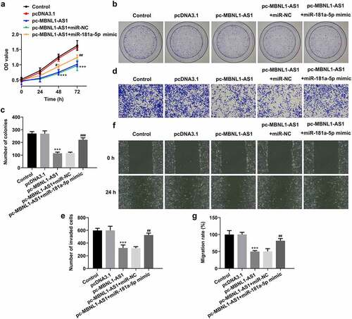 Figure 5. MiR-181a-5p mimic partially reversed the impact of MBNL1-AS1-upregulation on the proliferation, invasion and migration of LNCaP cells. (a) Cell viability was evaluated using CCK-8 assay. (b-c) Cell proliferation was detected by means of colony formation assay. (d-e) Transwell invasion assay was tested and the results were expressed as the number of invaded cells per field. (f-g) Wound scratch healing assay illustrated the migratory ability of LNCaP cells. ***P < 0.001 vs. pcDNA3.1; #P < 0.05, ##P < 0.01 and ###P < 0.001 vs. pc-MBNL1-AS1+ miR-NC