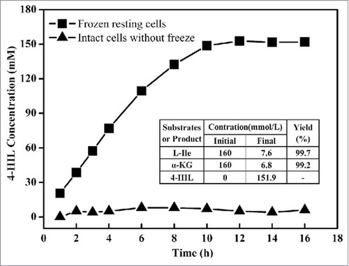 Figure 4. Production of 4-HIL by E. coli ΔsucAΔaceA-idoM cells subjected to freezing (squares) or not subjected to freezing (triangles). The final concentrations of L-Ile, α-KGA and 4-HIL as well as yield in the table were detected at 12 h of the process, when the 4-HIL production reached its peak value.