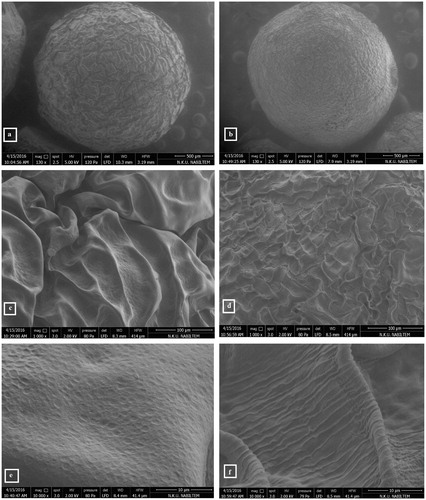 Figure 1. Scanning electron microscopy images of chitosan beads (a, c, e), immobilized lipase in chitosan beads (b, d, f) with different magnifications (130×, 1000×, 10,000×, respectively).