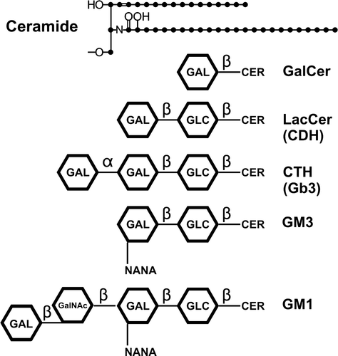 Supplementary Figure 1.  Structures of ceramide and selected glycosphingolipids that bind to and interact with HIV-1 envelope proteins, or with CD4 or chemokine receptors, during binding and fusion of HIV-1 with target cells. As shown, ceramide consists of a sphingosine that contains an amide-linked fatty acid.
