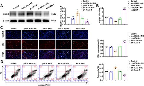 Figure 4 The effects of ICAM-1 on the proliferation and apoptosis of OGD-treated HUVECs. (A) Expression of ICAM-1 protein (n = 3 per group) after ICAM-1 over-expression or inhibition in OGD-treated HUVECs. Data represent the mean ± SD, **P < 0.01 vs pre-ICAM-1-NC group, #P < 0.05 vs sh-ICAM-1-NC group. (B) CCK-8 assays were performed to measure the effect of ICAM-1 on the proliferation of OGD-treated HUVECs (n = 3 per group). Data represent the mean ± SD, **P < 0.01 vs pre-ICAM-1-NC group, ##P < 0.01 vs sh-ICAM-1-NC group. (C) EdU assays were performed to measure the effect of ICAM-1 on the proliferation of OGD-treated HUVECs (n =3 per group). Data represent the mean ± SD, **P < 0.01 vs pre-ICAM-1-NC group, ##P < 0.01 vs sh-ICAM-1-NC group. Scale bars represent 40 μm. (D) Flow cytometric analysis of annexinV-633 staining was used to measure the percentages of apoptotic OGD-treated HUVECs (n = 3 per group) after ICAM-1 over-expression or inhibition. Data represent the mean ± SD, **P < 0.01 vs pre-ICAM-1-NC group, ##P < 0.01 vs sh-ICAM-1-NC group. One-way ANOVA for pairwise comparisons or comparisons between multiple groups with a single variable. 