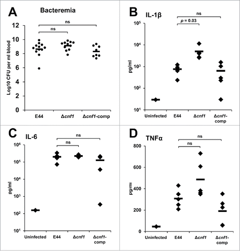 Figure 5. Bacterial load and cytokine profile in the blood of neonatal mice infected with E. coli K1 strains. (A) Blood samples from infected mouse pups were collected 24 hours post-infection and examined for the presence of bacteria. Statistical analyses were performed by Student's t-test and ANOVA; ns = not significant. Serum samples were used for ELISA analysis for (B) IL-1β, (C) IL-6, and (D) TNFα. Statistical analyses were performed by Student's t-test and ANOVA; p-values indicated; ns = not significant.