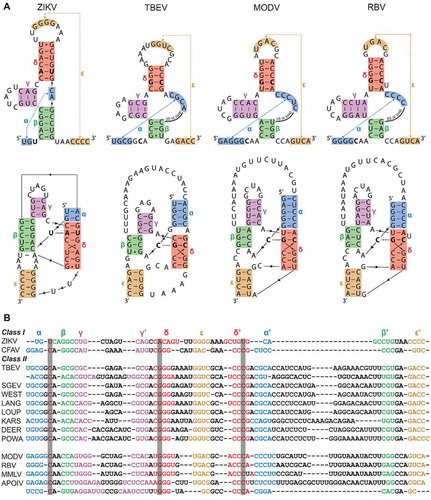 Figure 1. (A) Representations of ZIKV, TBEV, MODV and RBV xrRNA structures, illustrating two- (above) and three-dimensional (below) contacts. The proposed stem-interactions α, β, γ, δ and ε are given in blue, green, magenta, red and orange, respectively. Nucleotides involved in the base triple interactions are shown in bold. (B) Sequences of ZIKV and CFAV xrRNA, in structural alignment with a collection of various tick-borne and no-known-vector flaviviruses, revealing covariations in this region. Grey columns in the background depict which nucleotides are involved in the base triple interaction. Accession numbers used for sequences were: Zika virus isolate 15555 (ZIKV), MN025403; Cell fusing agent virus isolate Guadeloupe (LR694081); Tick-borne encephalitis virus Sofjin-HO (TBEV), AB062064; Spanish goat encephalitis virus (SGEV), NC_027709; Tick-borne encephalitis virus Neudoerfl (WEST), U27495; Langat virus strain TP21 (LANG), AF253419; Louping ill virus LI3/1 (LOUP), KP144331; Karshi virus strain LEIV 2247 (KARS), AY863002; Deer tick virus strain ctb30 (DEER), AF311056; Powassan virus strain LB (POWA), L06436; Modoc virus (MODV), NC_003635; Rio Bravo virus (RBV), JQ582840; Montana myotis leukoencephalitis virus (MMLV), NC_004119; Apoi virus (APOIV), AF452050