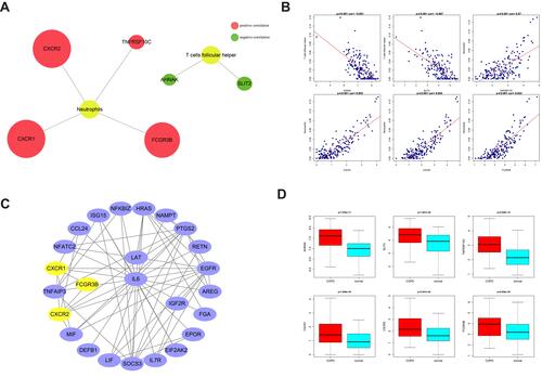 Figure 4 Identification of hub genes in COPD. (A) Correlation diagram of differentially expressed genes and differential immune cells. (B) Scatter plot of immunological correlation between differentially expressed genes and differential immune cells. (C) PPI network of hub genes. (D) Boxplots showed the expression of hub genes between normal samples and COPD patients.