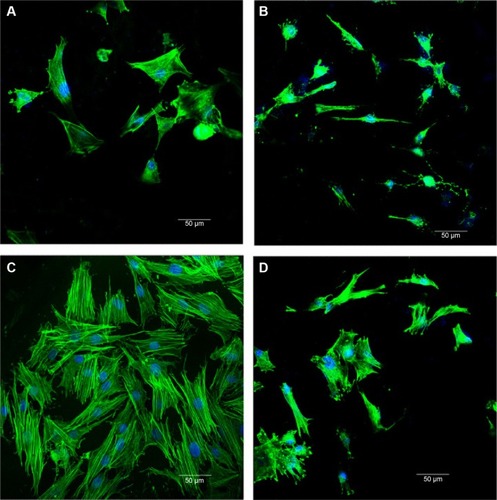 Figure 11 Cytoskeletal morphology and spreading of the hMSCs on the samples for 5 days, (A) MCS-15, (B) MCS-4, (C) MCS-15/rhBMP-2, and (D) MCS-4/rhBMP-2.Abbreviations: hMSCs, human mesenchymal stem cells; MCS, mesoporous calcium–silicon.