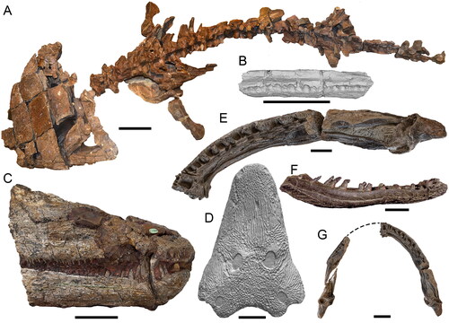 Fig. 2. Australian Mesozoic temnospondyls. A, Siderops kehli (QM F7882; holotype) skull and partial skeleton. Scale = 20 cm. B, Austropelor wadleyi (QM F2628; holotype) 3D digital rendering of partial dentary in dorsal (occlusal) view. Scale = 5 cm. C, Microposaurus averyi (AM F135895; holotype) rostral portion of skull in right lateral view. Scale = 5 cm. D, Paracyclotosaurus davidi (3D digital rendering of AM F151922; reconstruction based on NHMUK PV R6000) skull in dorsal view. Scale = 10 cm. Koolasuchus cleelandi (NMV P186213; holotype [part]) right mandible in E, dorsal (occlusal) and F, lateral views. Scale = 5 cm. G, Koolasuchus cleelandi (NMV P186213; holotype) left and right mandibles in dorsal (occlusal) view. Dashed line represents reconstructed contour of lower jaw. Scale = 10 cm.