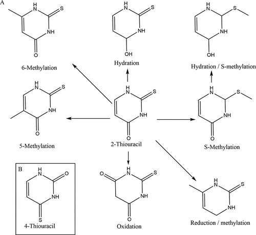 Figure 4. a) Proposed metabolic pathway of 2-thiouracil. b) Structure of 4-thiouracil
