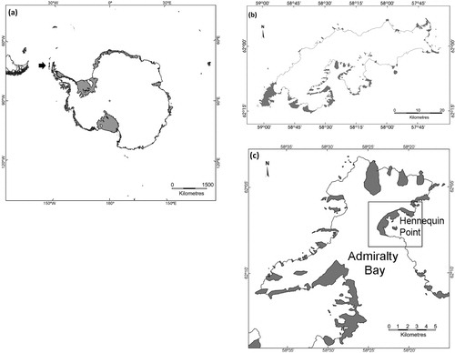 Fig. 1 Studied area. (a) Antarctica, with an arrow pointing to the location of the South Shetland Islands, (b) King George Island, with ice-free areas indicated in grey, and (c) the study area of Hennequin Point, in Admiralty Bay.