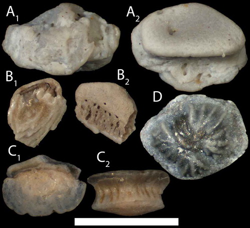 Figure 11. A–C. Indeterminable acanthodian scales; A. NRM-PZ P16366 from sample A989SF; B. NRM-PZ P16367 from G00-26LJ; C. NRM-PZ P16368 from A912SF. D. Acanthodian tessera; PMU 23103 from AM1. A1, B1, C1, and D in external view, A2, B2 and C2 in basal view with anterior facing upward. Scale bar equals 1 mm.