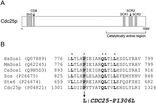 Figure 3. Schematic diagram of Cdc25p (A) and alignment of SCR1 region in the rasGEFs of various species and a single amino acid substitution caused by CDC25-P1306L mutation (B). (A) A SH3 domain, a CDB motif and three structurally conserved regions between rasGEFs (SCR1, SCR2 and SCR3) are indicated by shaded boxes. The numbers indicate amino acid positions. (B) The UniProtKB accession numbers of rasGEFs are indicated in parentheses. The numbers indicate amino acid positions. The amino acid residues conserved in all the aligned sequences are written in boldface and indicated by asterisks. The conserved proline residue at position 1306 in Cdc25p, which is changed to leucine by the CDC25-P1306L mutation, is indicated by a grey box with those of the other rasGEFs.