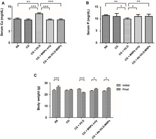 Figure 6 Ab-Vit.D-MNPs can ameliorate the side effects of vitamin D3 therapy in a peritoneal dialysis (PD) mouse model. (A) In the vitamin D3 group, serum calcium levels were significantly higher than those in the other groups; however, there was no hypercalcemia in the Ab-Vit.D-MNP group. (B) Serum phosphate levels were significantly lower in the vitamin D3 treatment group than in the Ab-Vit.D-MNP group. (C) Body weight (BW) was significantly decreased in the vitamin D3 treatment group but not in the Ab-Vit.D-MNP group. (Data are represented as the mean ± SD, n ≥ 3; *P < 0.05, **P < 0.01, ***P < 0.001).