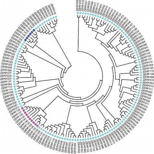 Figure 1. Phylogenetic tree of ZjERF genes in zoysiagrass.