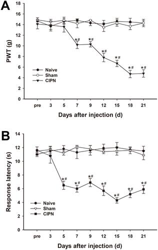 Figure 2 Changes in pain thresholds of paclitaxel-injected rats. (A) Mechanical PWT decreased significantly in the paclitaxel-injected group from day 7 and continued to day 21. (B) The response latencies to thermal stimuli were significantly shortened in paclitaxel-injected rats from day 5 to day 21 after injection. * vs naive group, P < 0.05. # vs sham group, P < 0.05. n=6 per group.