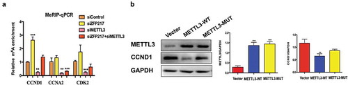 Figure 4. METTL3mediates gene and protein expression of CCND1 in an m6A-dependent manner.(a) Methylated RNA immunoprecipitation (MeRIP)-qPCR analysis of m6A levels of CCND1 mRNA in each group after MDI-induced for 24 h. (b) Western blot analysis of METTL3 and CCND1 in cells after transfected with control, wild-type (WT) and mutant (MUT) METTL3 plasmid and MDI-induced for 24 h. The data are presented as the mean ± SD of triplicate tests. *P< 0.05, **P< 0.01, ***P< 0.001 compared to the control group.