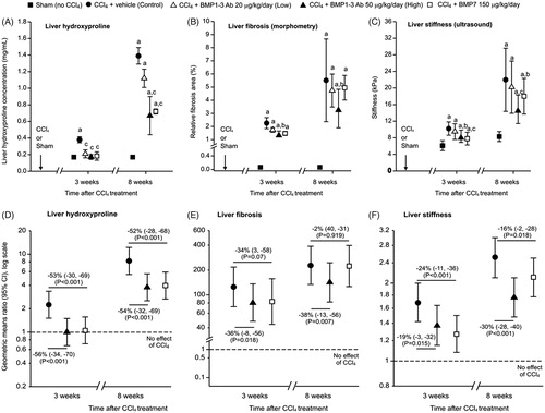 Figure 3. (A–C) Indicators of CCl4-induced LF and the effect of BMP1-3 Abs. (A) Liver HP concentrations. (B) Extent of fibrosis (‘relative fibrosis area’) as assessed morphometrically. (C) Liver stiffness assessed by ultrasound (US elastography). Data are summarized as mean ± SD (n = 6–8 per group). To assess between-group differences, for each outcome a general linear model (mixed model in the case of stiffness to account for repeated measures on the same organ) with treatment, week, treatment x week interaction effects was fit to ln-transformed data, and contrasts of interest (each treatment vs. Sham and each active treatment vs. control) were estimated. (D-F) Size of the effect of anti-BMP1-3 antibody high dose (50 μg/kg/day) and of BMP7 (150 μg/kg/day) on CCl4-induced indicators of liver fibrosis. (D) Hydroxyproline concentration. (E) Extent of fibrosis (‘relative fibrosis area’). (F) Liver stiffness. Effect of CCl4 is illustrated by the difference between control (CCl4 + vehicle) and sham animals (no CCl4 treatment – represented as a dashed line at geometric means ratio of 1, i.e. the ‘reference value’). Effect of CCl4 in the presence of anti-BMP1-3 Ab high or BMP7 is illustrated by the differences between the respective treatment groups vs. sham animals. The effects of anti-BMP1-3 Ab high and of BMP7 are expressed numerically as percent (%) inhibition of the CCl4 effect. All contrasts are derived from the models depicted in Figure 2 legend. Data (symbols, numbers) are point estimates with 95% confidence intervals. All intervals and p values are adjusted for multiple comparisons by the simulation method. ap < .001 vs. sham (no CCl4 treatment); bp < .05 vs. control (CCl4 + vehicle); cp < .001 vs. control.