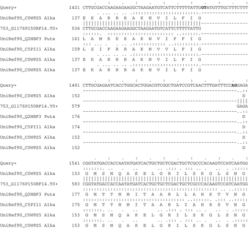 Figure 3. Spliced nucleotide and protein alignments infer intron structures. A section of AAT Alignments of homologous protein and EST sequences to the Neurospora crassa gene (shown as query) for alkaline phosphatase (NCU01376). This region of the alignment unambiguously identifies an intron within the gene structure; consensus splice sites are shown in bold.