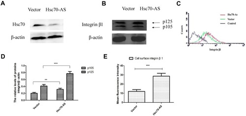 Figure 1 The expression of the cell surface integrin β1 subunit was increased by the down-regulation of Hsc70. (A) The down-regulation of Hsc70 was confirmed by immunoblotting. (B) Equal amounts of cellular protein from HeLa cells transiently transfected with Hsc70-AS or scramble vectors were subjected to immunoblot analysis with anti-integrin β1 and anti-β-actin antibodies. (C) HeLa cells transiently transfected with Hsc70-AS or vectors were subjected to analysis with FACS of cell surface integrin β1. (D) Quantitative results of B. (E) Mean fluorescence intensity of cell surface integrin β1, data were expressed as the mean±SEM from three independent experiments. **P<0.01, ***P<0.001.