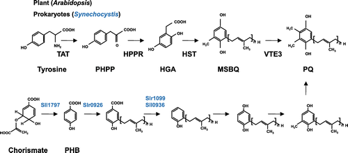 Figure 9. The biosynthesis of plastoquinone. In plants, tyrosine is converted to p-hydroxyphenylpyruvate (PHPP) by TAT (tyrosine amino transferase), and the product is oxidized to HGA by HPPD (p-hydroxyphenylpyruvate dioxygenase). HGA is prenylated by HST (homogentisate prenyltransferase), and methylated by VTE3 (MSBQ methyltransferase) to yield PQ. In Synechocystis, PHB is used as a quinone backbone, and after prenylation of PHB by Slr0926, decarboxylation, oxidation, and methylation take place.