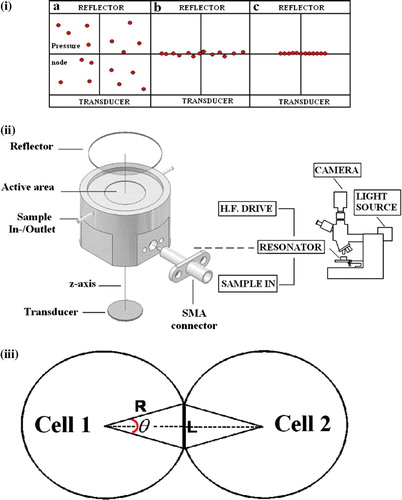Supplementary Figure 1.  (i) Schematic of the temporal progression of cells in a ?/2 ultrasound trap, showing (a) particles homogeneously distributed at time zero, (b) cells already in the pressure node plane within 1 s and (c) subsequent concentration of the cells in a single aggregate. (ii) Experimental assembly: The resonator outer diameter is 25 mm. Its main components were a 1.5 MHz disc transducer that was glue-attached to a steel acoustic coupling layer, a sample volume and glass acoustic reflector. The assembly is placed on the top of an epi-fluorescence microscope's stage. (iii) Schematic diagram of an interacting cell doublet; L is the length of the F-actin staining region or ‘chord’ (drawn here as a straight line), R is the radius of the cells and ? is the angle subtended by the ‘chord’ at the centre of the cell [33].