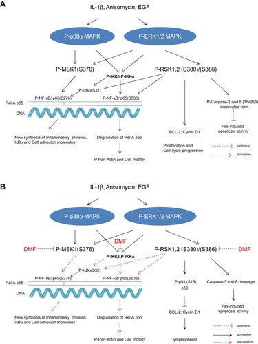 Figure 3 Schematic representation in PBMCs of the IL-1β, anisomycin induced activations of MSK1 and RSK1, 2 and IKKα/β kinases via the p38α MAPK and ERK 1/2 signalling pathways 9(A). Effect of DMF on these activations in PBMCs isolated from a patient with severe psoriasis and treated with DMF. DMF inhibited specifically the phosphorylation of MSK1 and RSK1, 2 kinases (B) P-MSK1 mediates the transactivation of P-NF-κB/(S276) while P-RSK1, 2 and P-IKKα mediate the transactivation of P-NF-κB (S536). P-RSK1, 2 and P-IKKβ can both induce the activation of P-IκB (S32). These were all inhibited by treatment with DMF. Inhibition of P-NF-κB/p65 (S276) and (S536) resulted in inhibition of the synthesis of inflammatory proteins and these resulted in the new synthesis of p53/p-p53 (S15).Citation27 P53 DNA binding repressed BCL-2 and Cyclin D1.Citation43,Citation44 Inactivation of P-RSK2 leads also to apoptosis via the cleavage of Caspase-3 and 8 in the cytoplasm.Citation23,Citation36