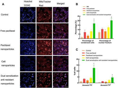 Figure 6 Apoptosis inducing of various nanoparticles.