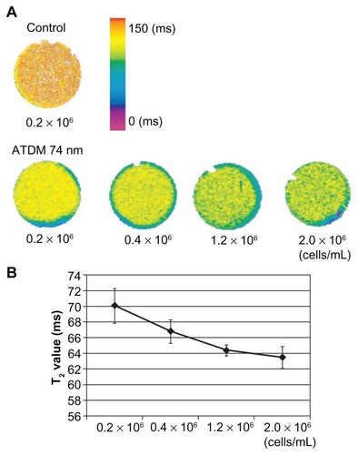 Figure 5 T2 relaxation times of different labeled cell density using ATDM-74 nm. (A) T2 map of control and ATDM 74 nm labeled cell pellets at 30 min; cell culture at different cell density. The color scale represents T2 values from 0 ms to 150 ms. (B) T2 values of labeled cells at different cell density.Abbreviation: ATDM, alkali-treated dextran magnetite.