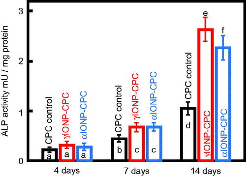 Figure 3. ALP activity of hDPSCs cultured on CPC control, γIONP-CPC and αIONP-CPC at 4, 7 and 14 days (n = 6). ALP activity of hDPSCs on γIONP-CPC was significantly higher than that on CPC control at 7 and 14 days. In each plot, bars indicated by different letters are significantly different from each other (p < .05).