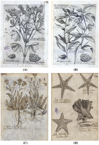 Figure 5. (A, B) Comparison between plates 428/III of exemplar in Catania Civica and A. Ursino Recupero joint Libraries (copy in four volumes) and 141/II of exemplar in Catania Regional University Library; (C, D) Plates 200/I and 638/IV of exemplar in Catania Civica and A. Ursino Recupero joint Libraries (copy in four volumes).