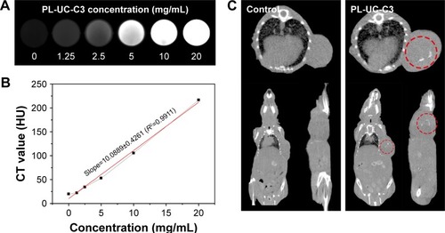 Figure 6 (A) In vitro CT imaging of PL-UC-C3 with different concentrations (0, 1.25, 2.5, 5, 10, and 20 mg/mL) in 24-well plates. (B) The corresponding linear relation curve of PL-UC-C3 between concentration and intensity. (C) In vivo CT imaging of PL-UC-C3 8 hours after the injection. The red circles depict the tumor positions.Note: C3, organic compound; PL-UC-C3, encapsulation of UCNPs and C3 into PEG-PCL.Abbreviations: CT, computed tomography; PEG, polyethylene-polyglycol; PCL, poly-e-caprolactone; UCNPs, up-conversion nanoparticles.