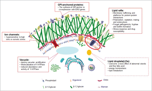 Figure 3. The effects of ergosterol are labeled on the C. albicans cell pattern diagram based on the picture from the Atlas of Fungal Infection.Citation63 The functions and cellular properties of ergosterol in C. albicans are described in solid boxes, while the functions verified in S. cerevisiae but yet uncharacterized in C. albicans are noted in dotted boxes. Candida albicans Mutations in the Ergosterol Biosynthetic Pathway and Resistance to Several Antifungal Agents.