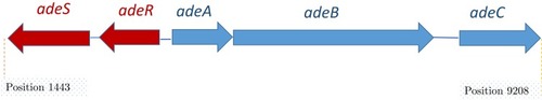 Figure 2 Schematic organization of the ade gene cluster. Data from Wieczorek et al.Citation13