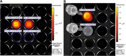 Figure 12 Fluorescence of in vitro samples: (A and B) - from left to right 20-fold excess of reagents; 200-fold excess of reagents (A) PLA-EDA-ICG conjugate; (B) MNP-PLA-EDA-ICG.