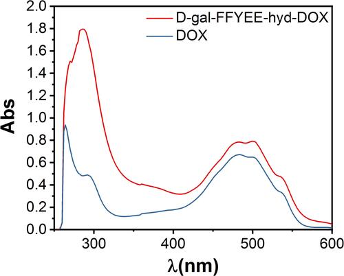 Figure 5 UV-Vis spectrum of D-gal-FFYEE-hyd-DOX and DOX.