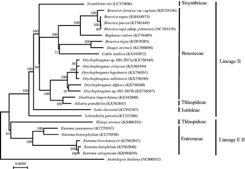 Figure 1. Phylogenetic of Lineage II and EII in the family Brassicaceae based on the neighbour-joining analysis of the concatenated CDSs from whole chloroplast genome with 500 bootstrap replicates.