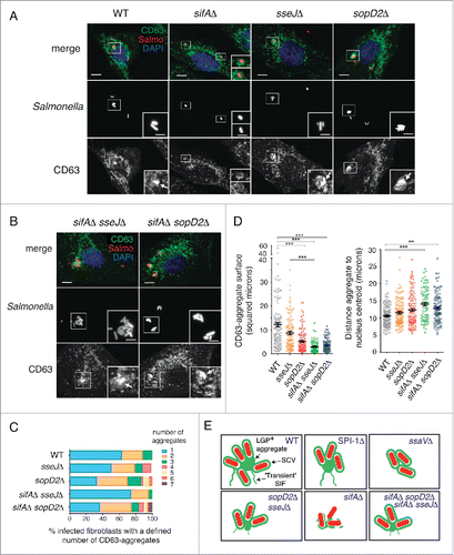 Figure 9. The SPI2 effector SifA is required for LGP+ aggregate formation with a combined action of SseJ and SopD2. (A) Confocal microscopy images showing CD63-GFP expressing NRK-49F fibroblasts infected with wild-type (WT), and sifAΔ, sseJΔ, and sopD2Δ single mutants expressing DsRed. Images obtained at 8 hpi. Insets show groups of bacteria with their associated LGP+ aggregates (arrows), except in the case of the sifAΔ, in which are not formed. Bacteria: Salmo, red; CD63: green; DAPI: blue. Scale bars: 5 μm. (B) Confocal microscopy images showing CD63-GFP expressing NRK-49F fibroblasts infected with sifAΔ sseJΔ and sifAΔ sopD2Δ double mutants expressing DsRed. Images obtained at 8 hpi. Insets show groups of bacteria with their associated LGP+ aggregates (arrows). Bacteria: Salmo, red; CD63: green; DAPI: blue. Scale bars: 5 μm. (C) Quantification of surface of the LGP+ (CD63)-aggregate and distance between the LGP+ aggregate and the nucleus centroid in CD63-GFP expressing NRK-49F fibroblasts infected with the indicated isogenic strains. At least 100 LGP+ aggregates were counted in 2 independent experiments. Data obtained at 8 hpi. **, P<0.01; ***, P <0.001 (Kruskal-Wallis test with the Dunn post-hoc test). (D) Quantification of number of LGP+ aggregates visualized per fibroblast infected with the indicated isogenic strains. At least one hundred LGP+ aggregates were examined in 2 independent experiments. Data obtained at 8 hpi. (E) Scheme denoting the capacity of the distinct isogenic strains used to induce the formation of large LGP+ aggregates. Relative size of the LGP+ aggregate is shown proportional to the average surface measured for each strain (see panel C).