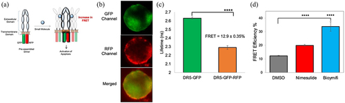 Figure 7. Effect of nimesulide on DR5-DR5 interactions. (a) Schematic of DR5ΔCD-FRET pair biosensor. Pre-ligand assembled DR5 dimers show FRET, which will be increased if small molecules are promoting DR5 clustering. (b) Fluorescence microscopy images showing the expression of DR5ΔCD-GFP and DR5ΔCD-RFP in cells transfected with DR5ΔCD-FRET pair (c) Fluorescence lifetime measurements with HEK293 cells transiently expressing DR5ΔCD-GFP only and DR5ΔCD-FRET pair. (d) FRET efficiency increased with nimesulide and bioymifi treatment compared to DMSO control. Data are mean ± SD (N = 3). ****P < .0001 compared to DMSO control by two-tailed unpaired t test.