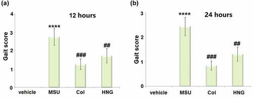 Figure 1. S14G-humanin (HNG) improved Gait score in gouty arthritis mice. (a). Gait score after 12 hours of MSU crystals injection; (b). Gait score after 24 hours of MSU crystals injection (****, P < 0.0001 vs. vehicle group; ##, ###, P < 0.005, 0.001 vs. MSU group).