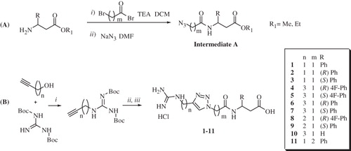 Scheme 2. Reagents and conditions: (i) Ph3P, DIAD and THF; (ii) Cu(OAc)2, Na ascorbate, H2O/t-BuOH 1/1 and intermediate A; and (iii) HClaq 3M [Citation34].