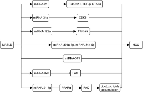 Figure 3 Mechanisms of miRNAs in the development of MASLD-associated HCC. miRNA-21 plays a role in tumor metabolism and activation during the progression of MASLD to HCC through PI3K/AKT, TGF-β and STAT3 signaling. The miR-34a-CDK6 signaling axis promotes MASLD development in high-fat environments. Deletion of the miRNA-122a increases the incidence of spontaneous HCC. The abundance of miRNA-301a-3p, miRNA-34a-5p, and miRNA-375 correlates with the progression of MASLD to HCC. Liver-specific expression of miR-378 inhibits FAO and promotes hepatic steatosis. miR-21-5p regulates PPARα expression, which decreases the oxidation of fatty acids, promoting lipotoxic lipid accumulation, and induces cell cycle activation, proliferation, and tumorigenesis. (→, promote; ⊣, inhibit).