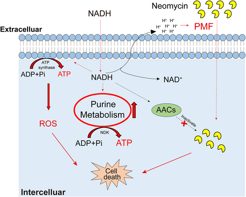 Figure 8. Proposed mechanism of NADH-promoted neomycin killing ATCC15947. Exogenous NADH promotes purine metabolism and cellular respiration, causing an increase in intracellular ATP as well as neomycin content and intracellular ROS level. Increased ATP level elevated neomycin bactericidal efficiency. NADH also inhibits the activity of AACs, which prevents neomycin from inactivation caused by AACs, allowing keep high concentration of neomycin in cells.