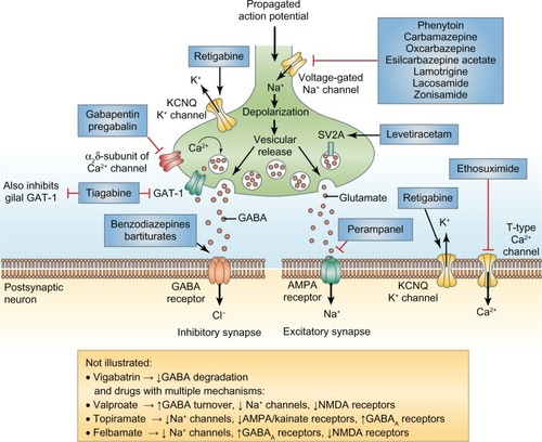 Figure 1 Mechanisms of action of antiepileptic drugs. Clinically approved antiepileptic drugs such as perampanel display a spectrum of mechanisms of action, with effects on both inhibitory (left-hand side) and excitatory (right-hand side) nerve terminals.Reprinted with permission from Macmillan Publishers Ltd, Bialer M, White HS. Nat Rev Drug Discov. 2010;9:68–82.Citation9
